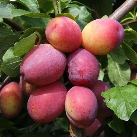 victoria plum formby  Here's a look at the information that you need: Victoria Plum Support/FAQ Site
